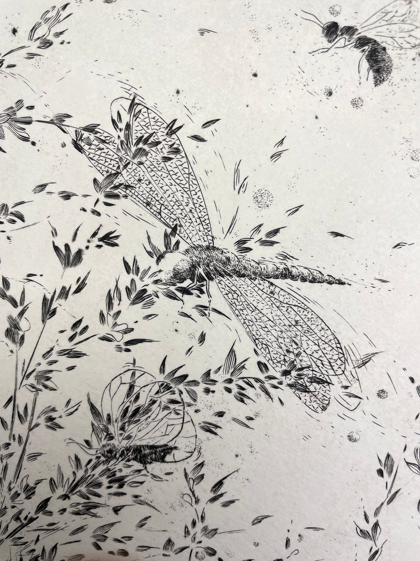 Le chant des insectes