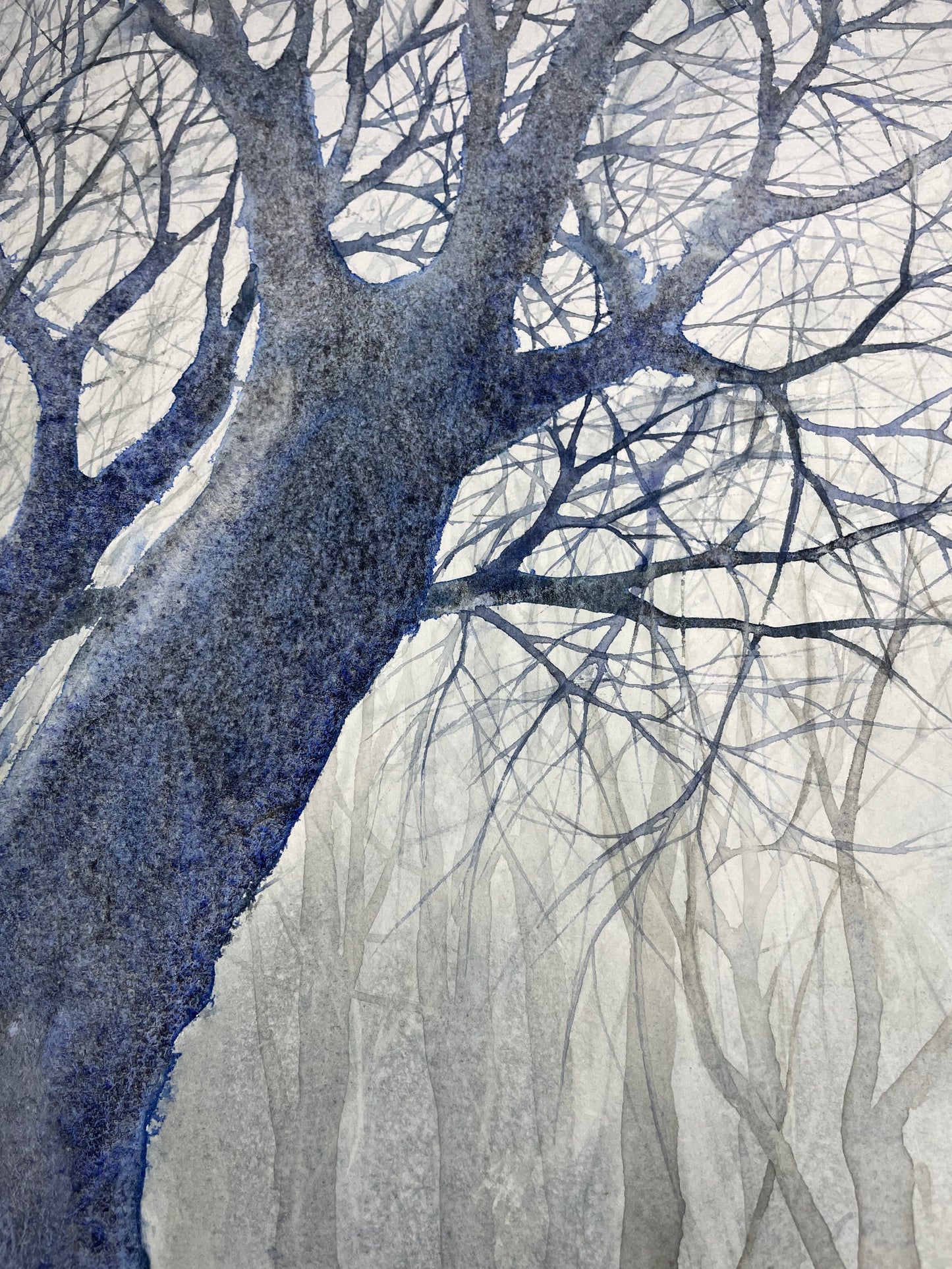 Les arbres dentelles