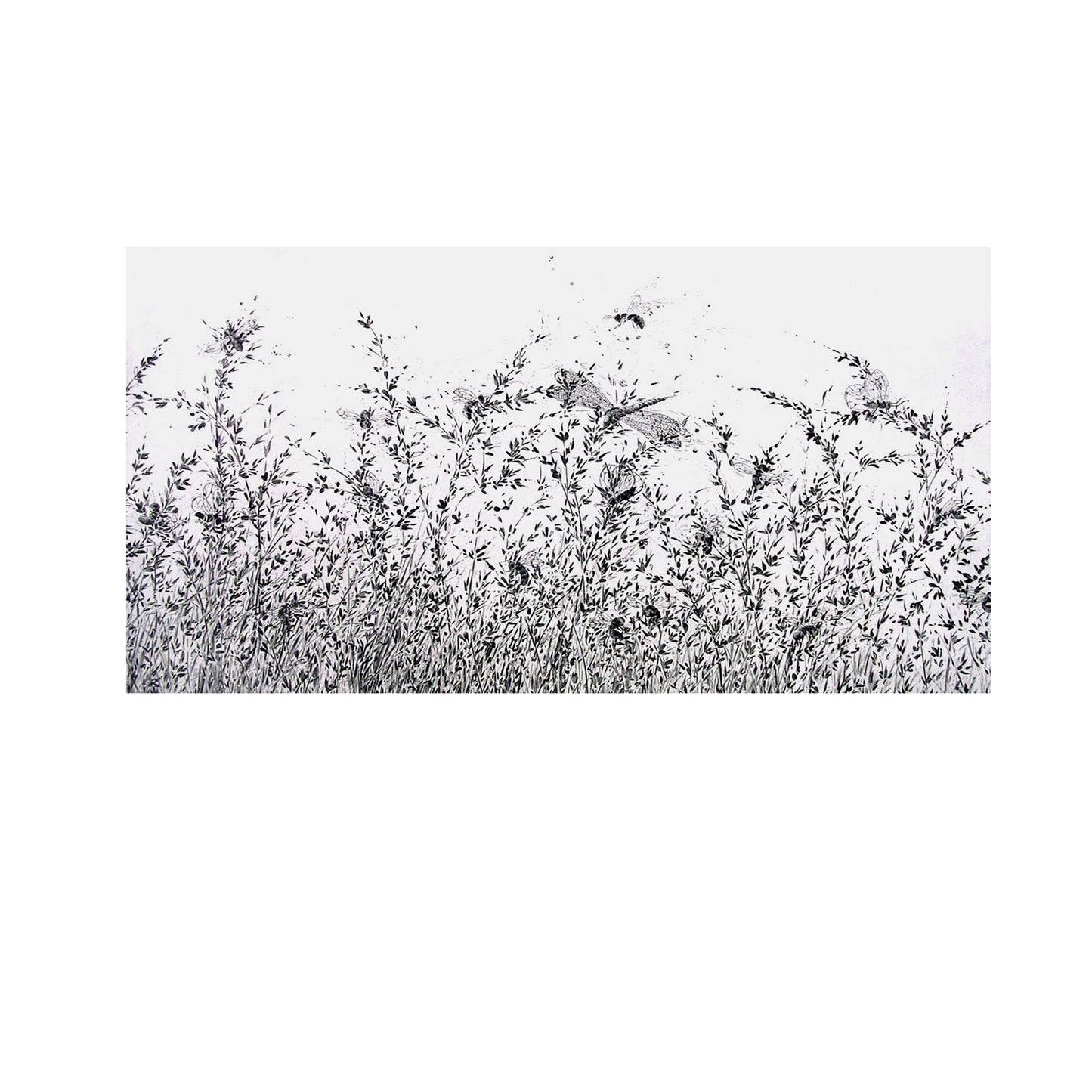 Le chant des insectes
